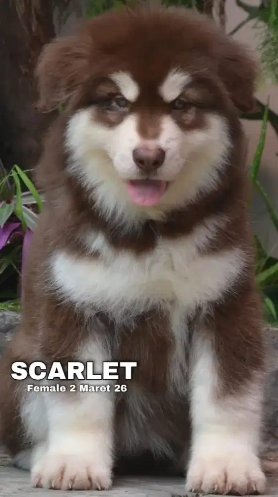 Giant Alaskan Malamute red betina •SCARLET•