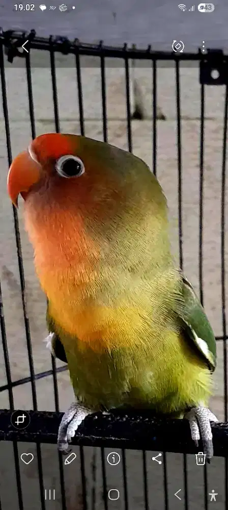 BURUNG LAKBET HOLLAND GACOR AKTIF  ISIAN NGOCEH JENGGOT NGEROL KENARI