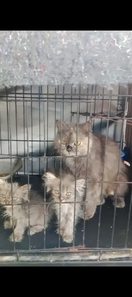 Kucing Persia medium bawa anak