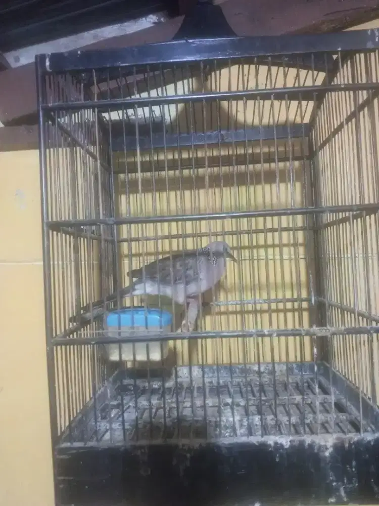 Burung Tikukur Kuk 2 sandung