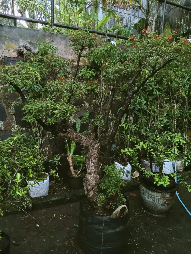 Tanaman bonsai pusaka