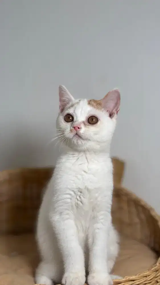 ANAK KITTEN BSH GAELIC NS JANTAN 4BULAN harlequin