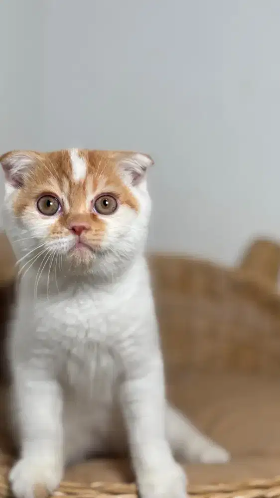 Anak kucing kitten Gaelic Fold NS Jantan 4bulan