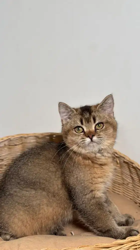 ANAK KUCING KITTEN BSH GOLDEN NY25 BETINA 4BULAN