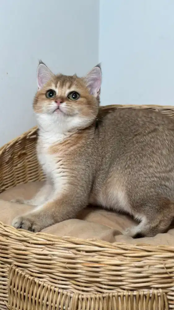 ANAK KUCING BSH GOLDEN NY11 4BULAN BETINA