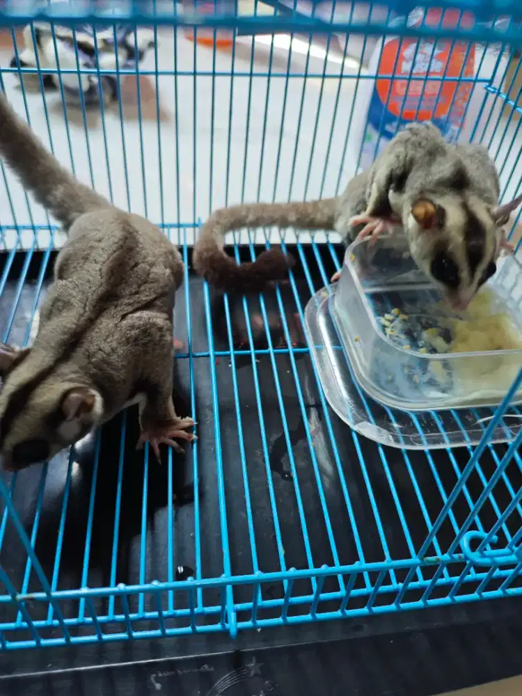 Sugar glider sps