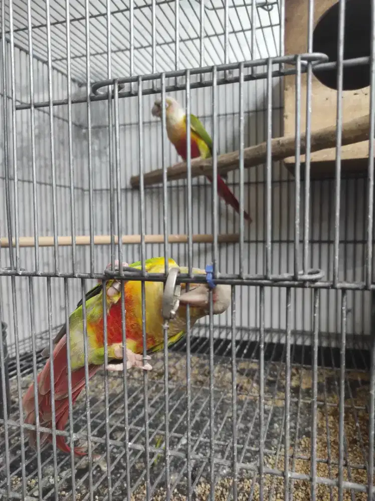 sepasang pineapple conure