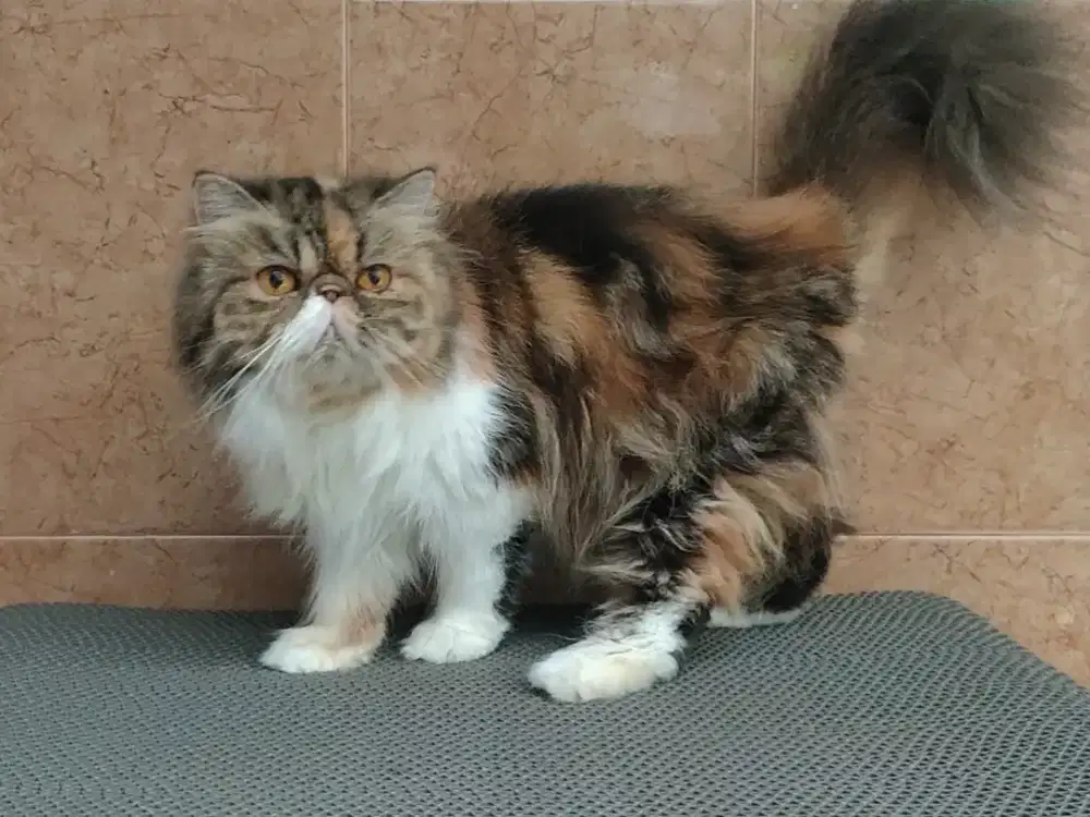 Kucing Persia peaknose betina proven