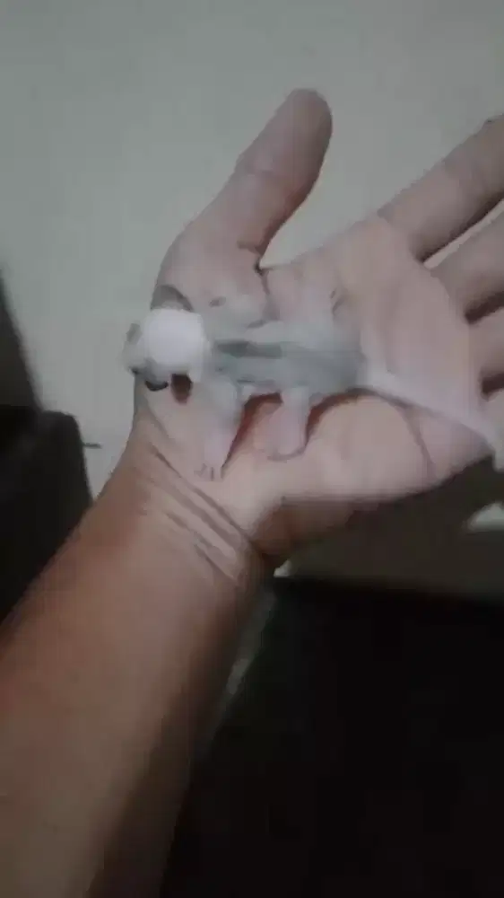 SUGAR GLIDER TPM SEPASANG (TRUE PLATINUM MOZAIK)