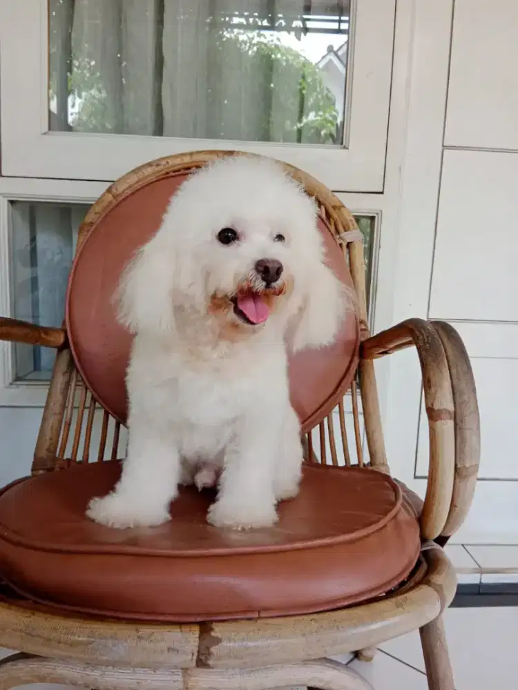 Terima pacak white toy poodle