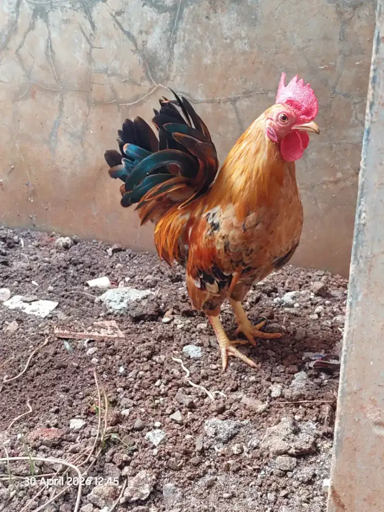 Ayam kate serama