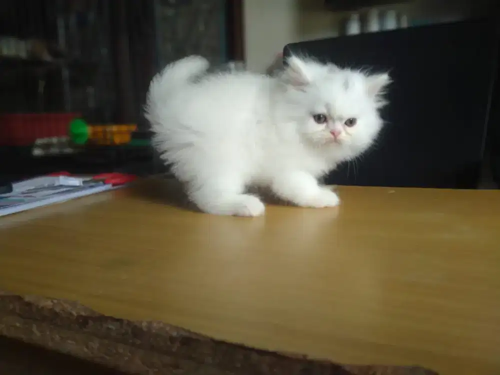 Kitten Persia jantan
