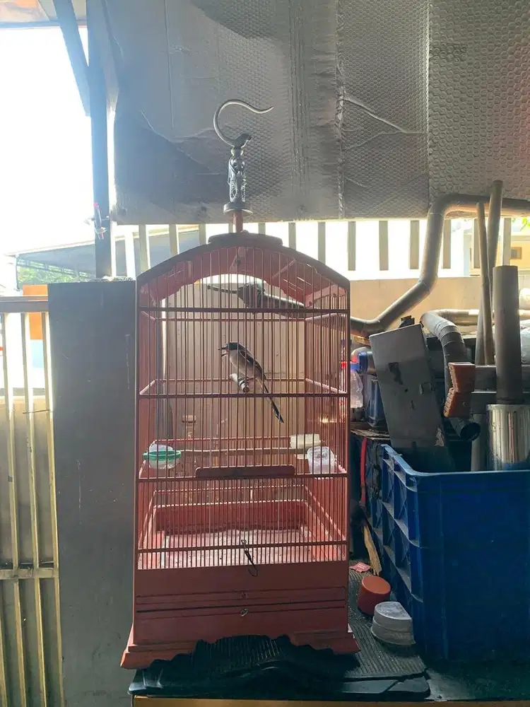 Jual Burung Cendet Fullset