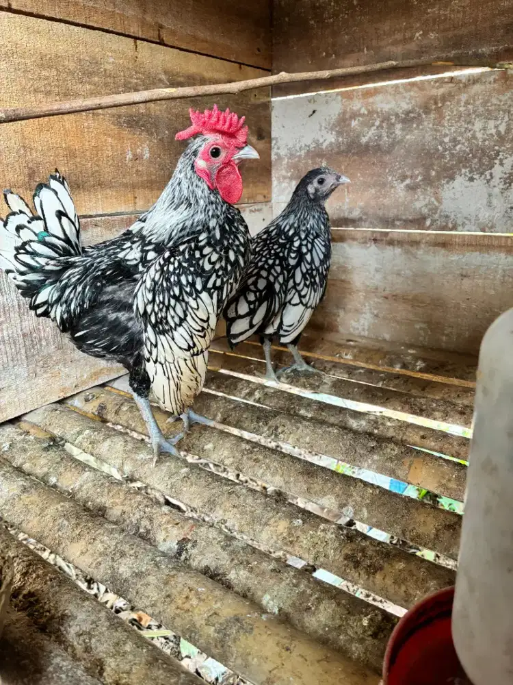 Ayam Batik Itali