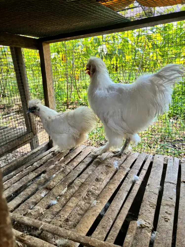 Ayam Hias Silkie Amerika