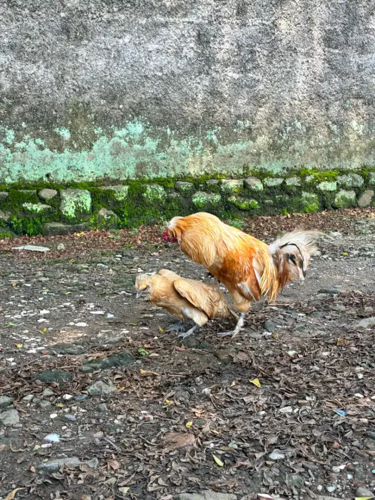 Ayam Houdan Perancis