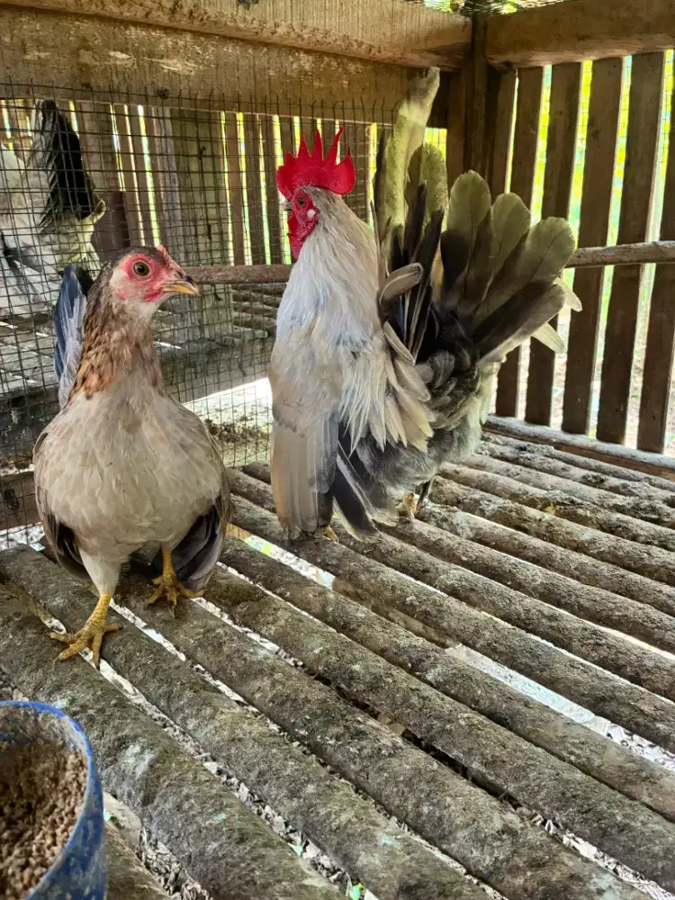 Ayam Kate sepasang