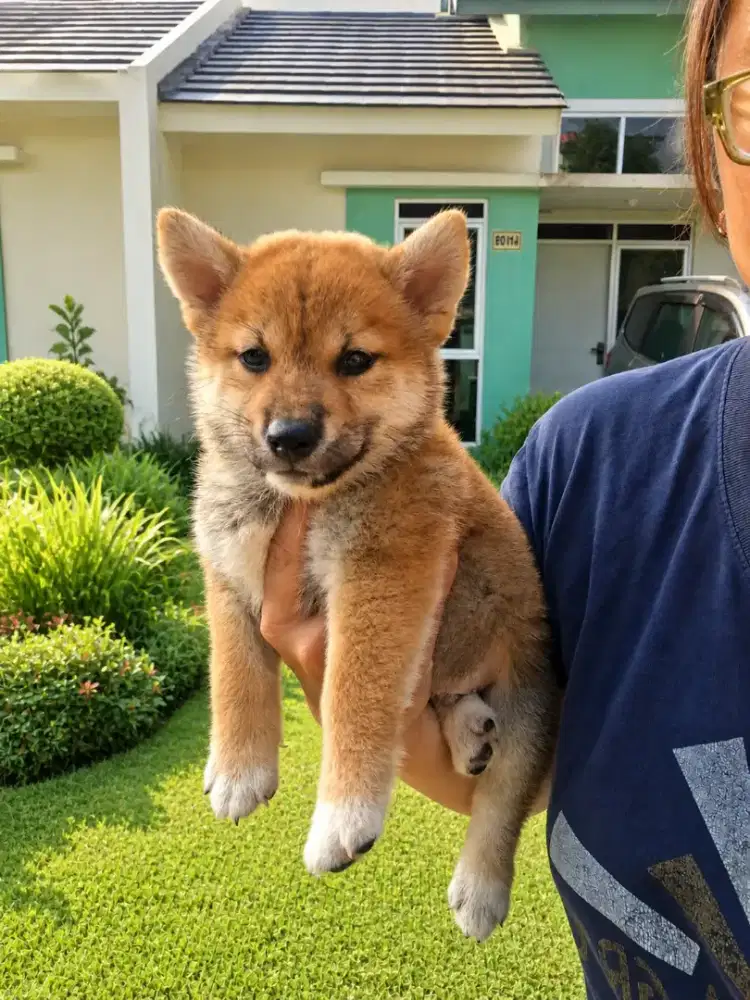 Dijual anakan Shiba Inu