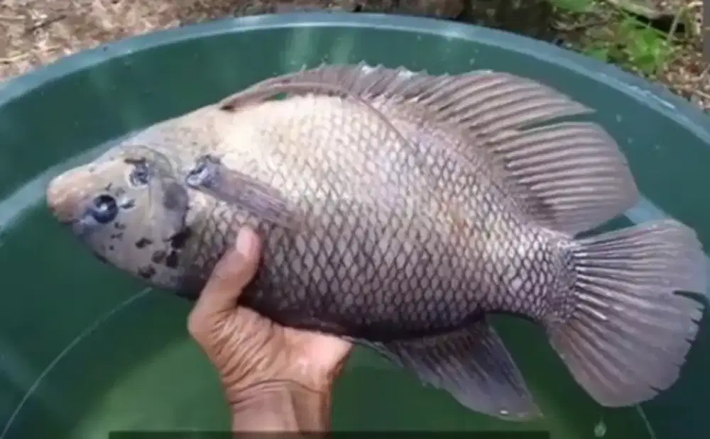 Indukan gurame (sepasang)