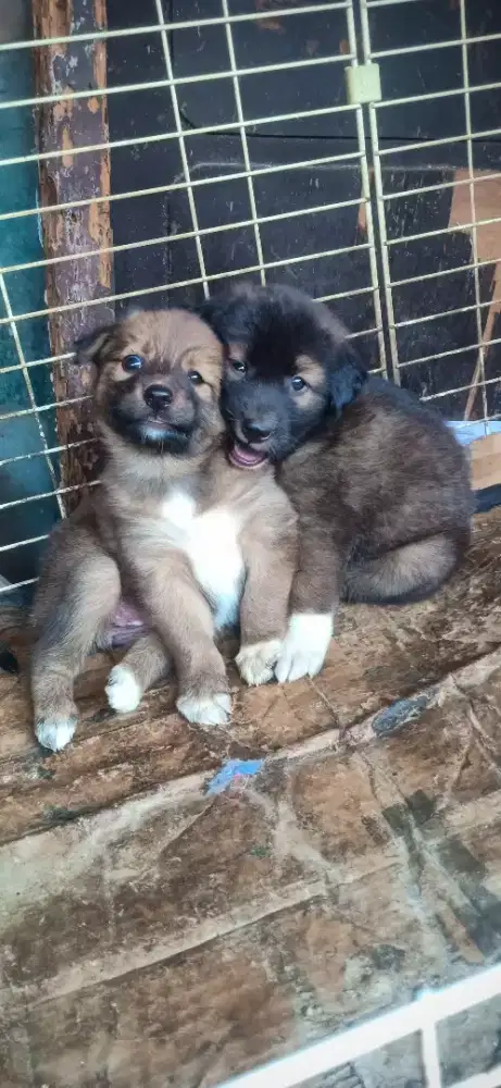 Anak anjing lucu dan penurut