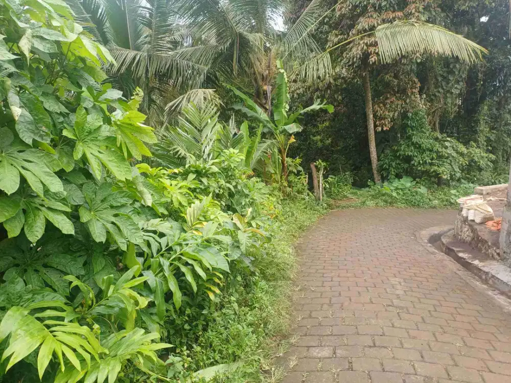 tanah 6.5 are premium.di sewakan view sawah.abadi 25 menit ke ubud