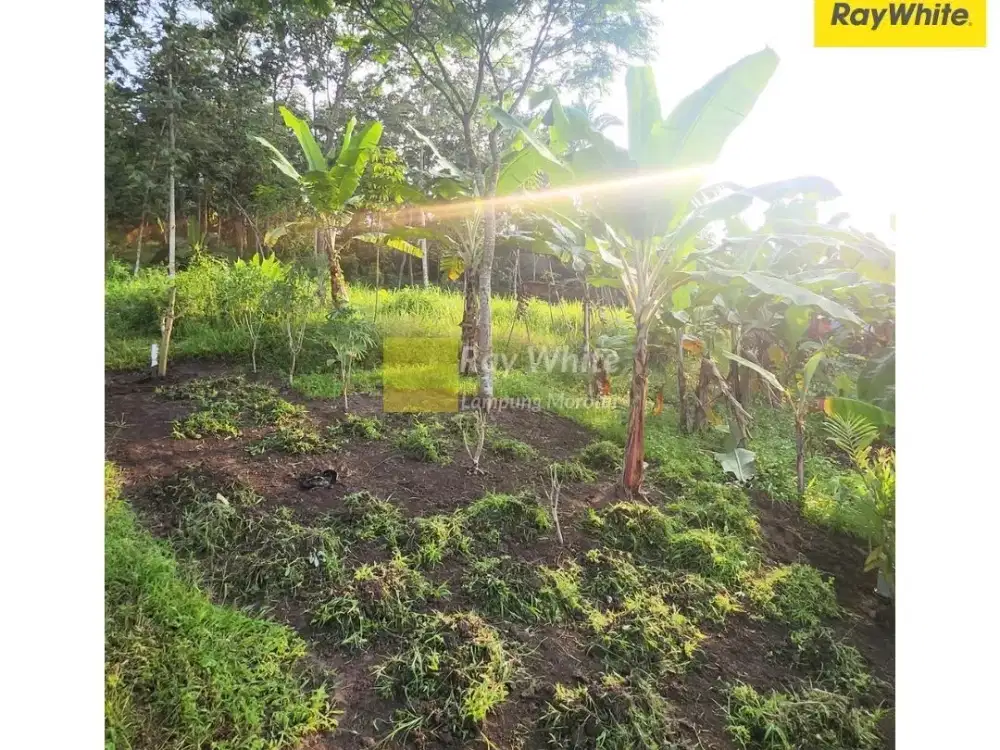Dijual Tanah di Kemiling, Bandar Lampung (Kode:JX 3516)