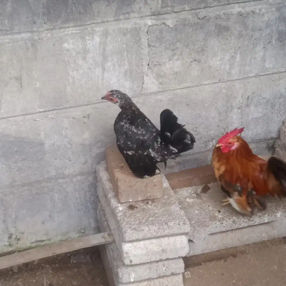 Sepasang ayam kate