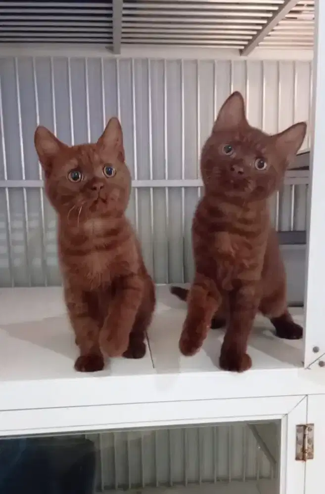 Kitten BSH coco Sepang 4 bulan
