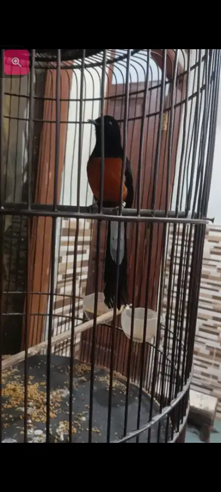 murai batu medan adli medan