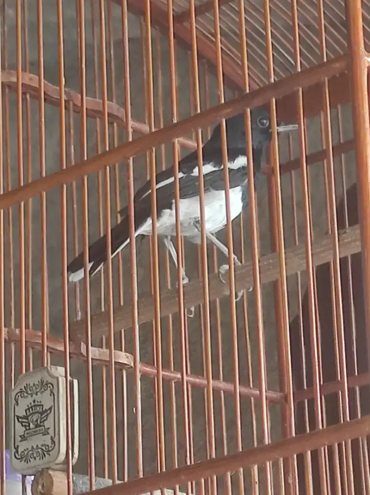 Burung Kacer Kaki Nyisik