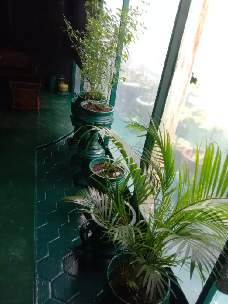 Jual Macam - macam tanaman Rumah