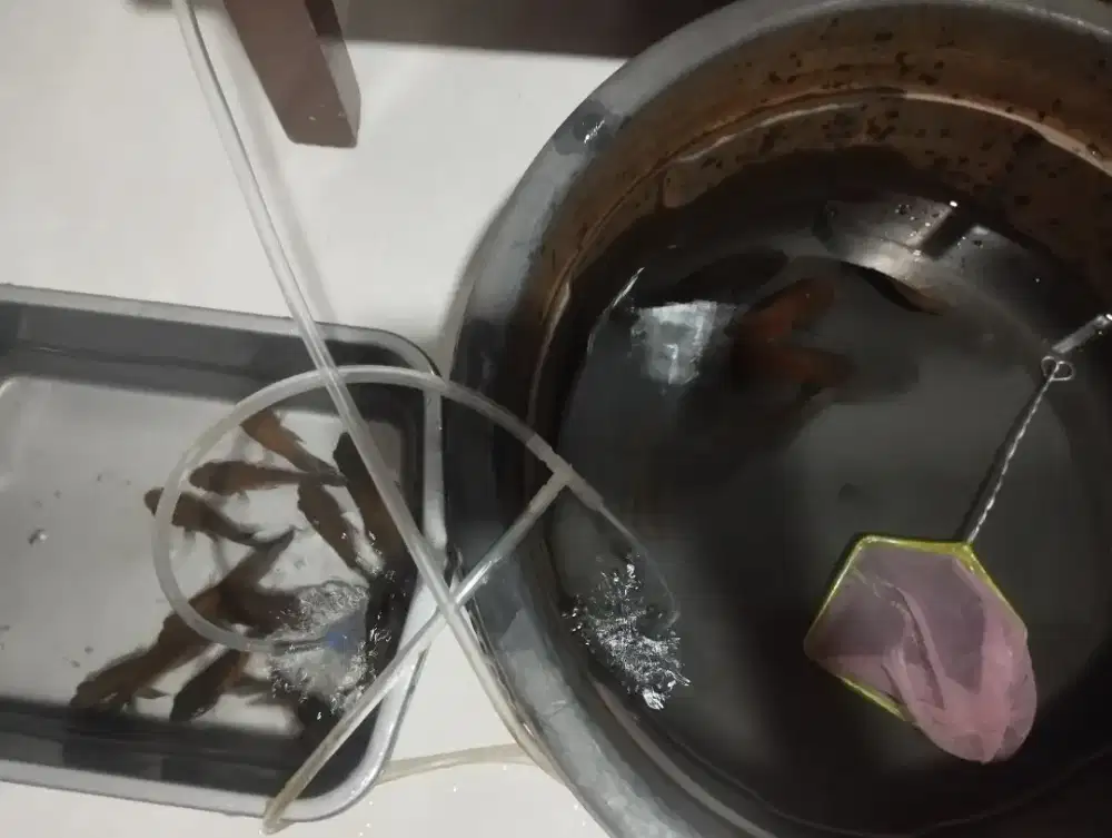 ikan oscar tembaga