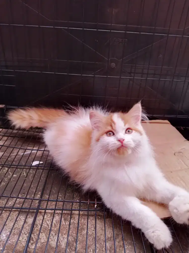 Kucing Persia medium