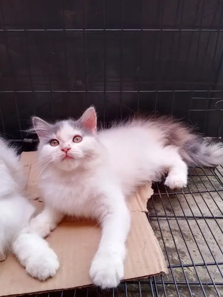 Kucing Persia medium