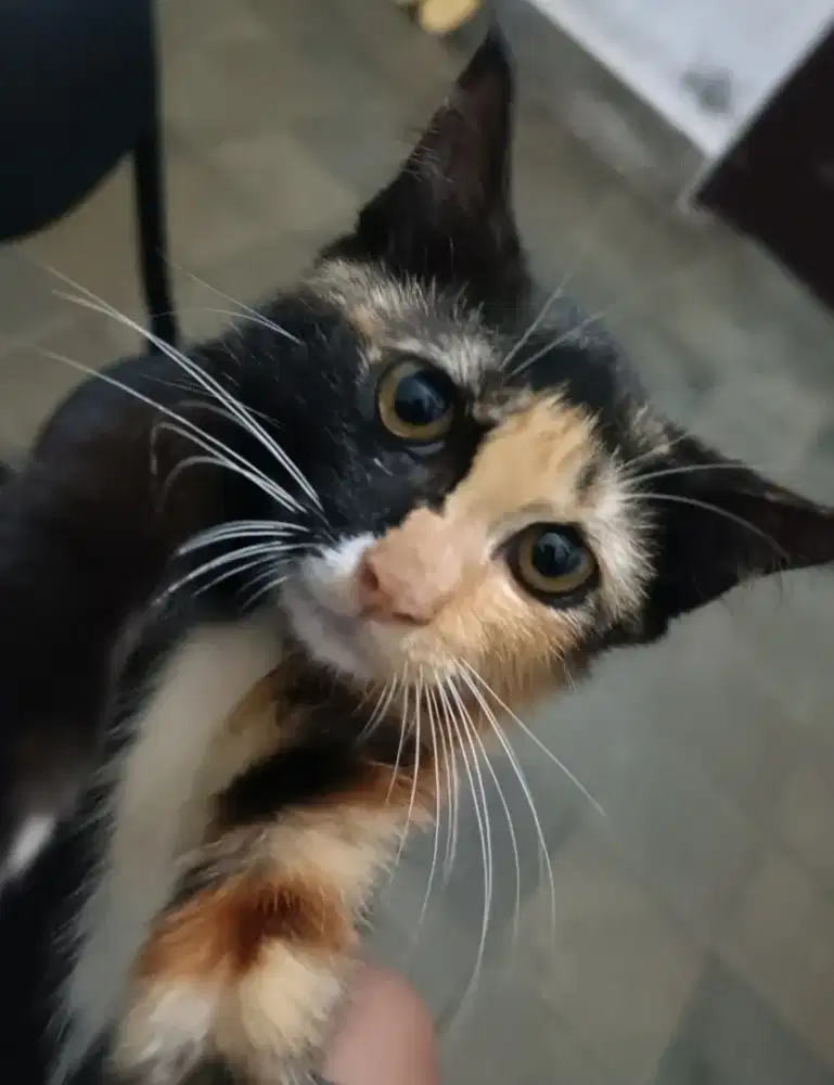 Free Adopsi Kitten