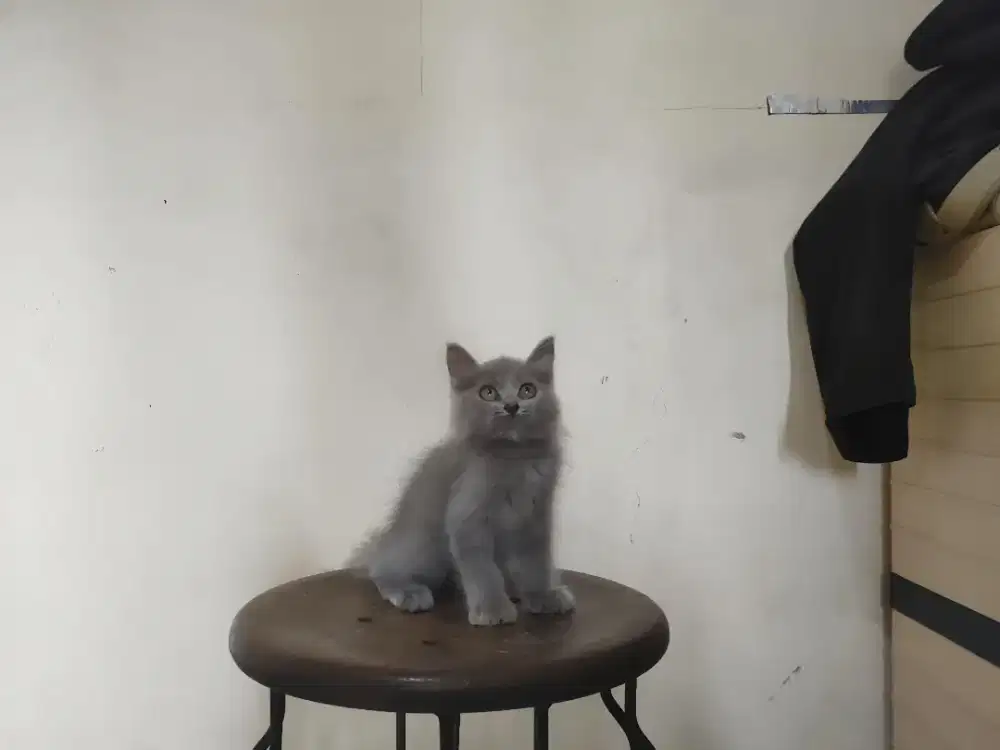 Kucing kitten persia / anggora / himalaya / peaknose / flatnose