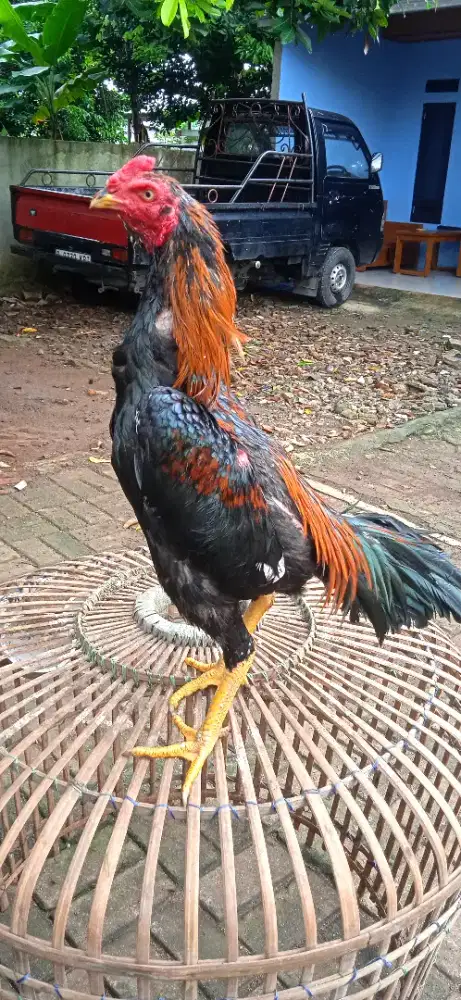 Ayam bangkok pama pakoy shamo