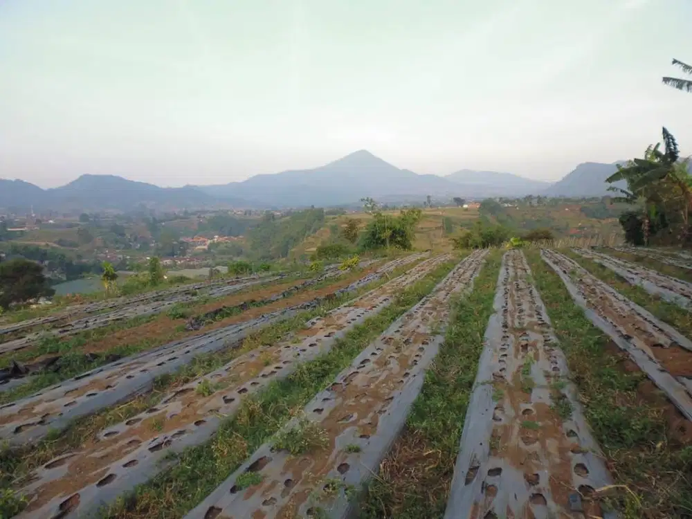 Dijual Tanah di Lembang, Bandung bisa nego
