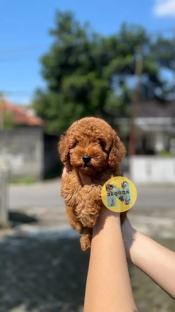 Poodle Jantan lucu