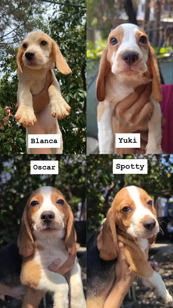 ANJING BEAGLE PUPPY BETINA JANTAN