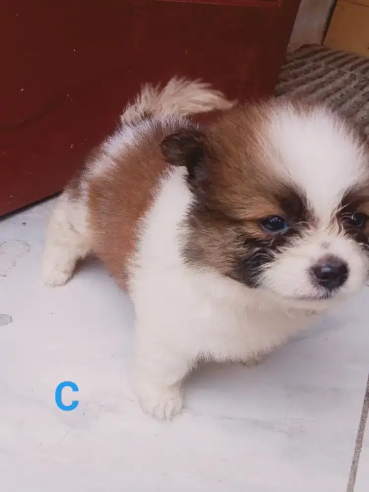 Anjing shitpom usia 60 hari