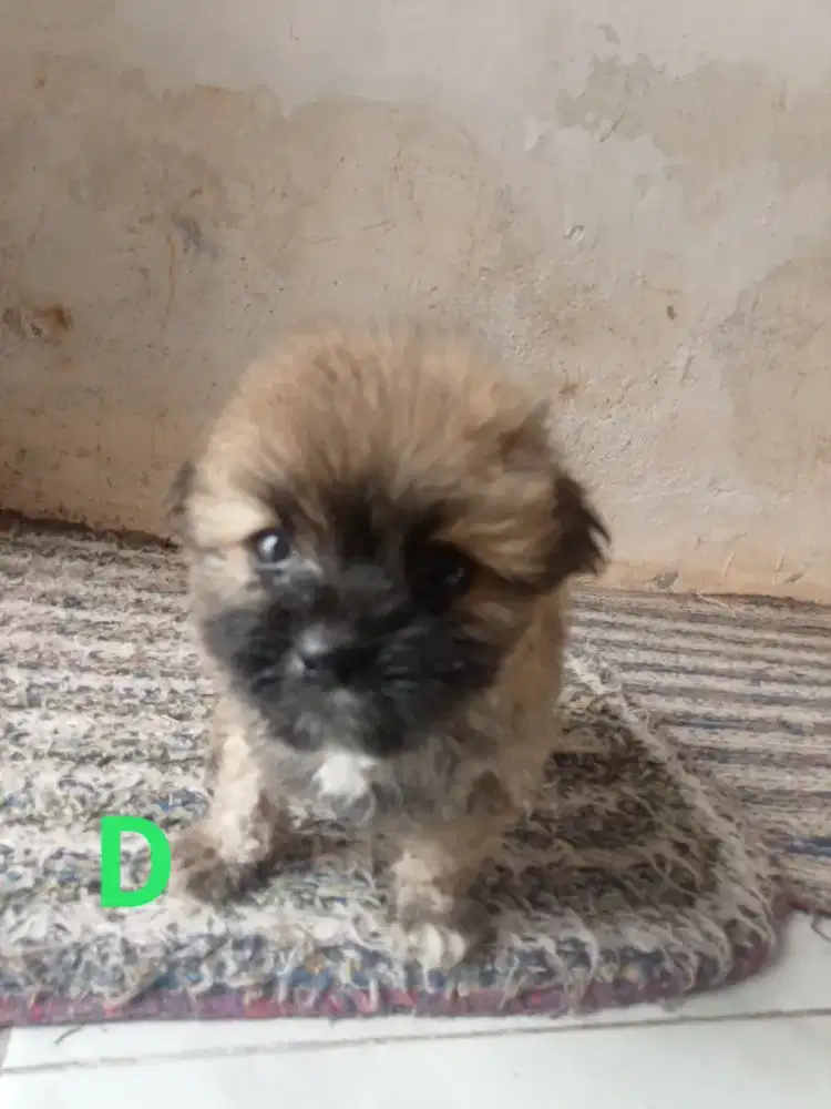 Anjing shitpom usia 60 harian