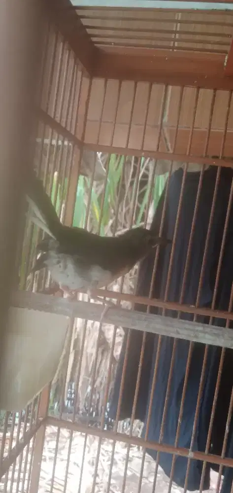 Murai trotol Medan hutan