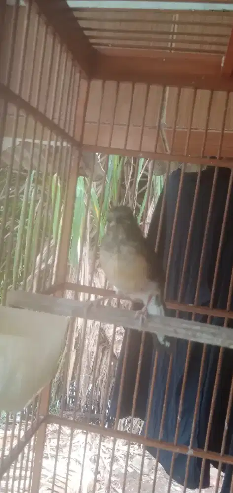 Murai trotol Medan hutan