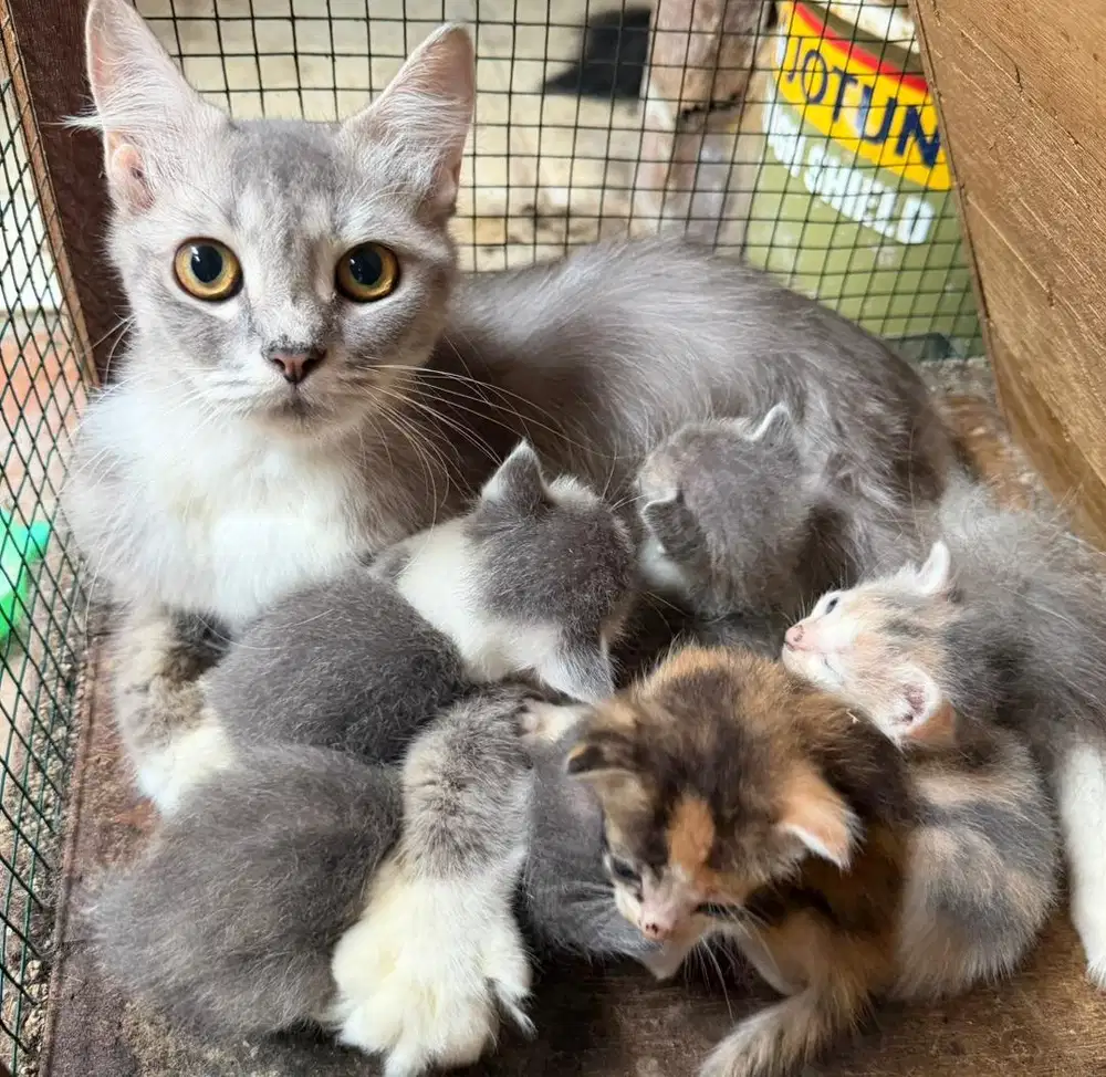 Lepas adop kucing persia