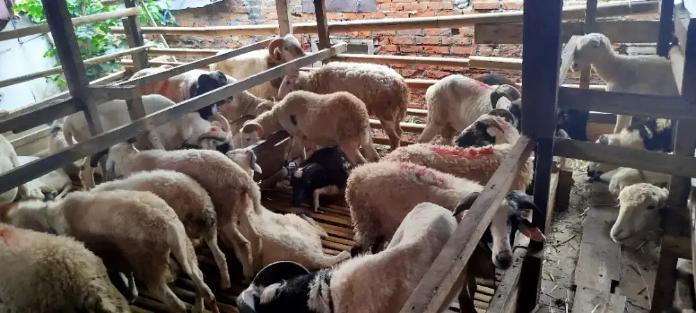 Domba Kurban Arafah