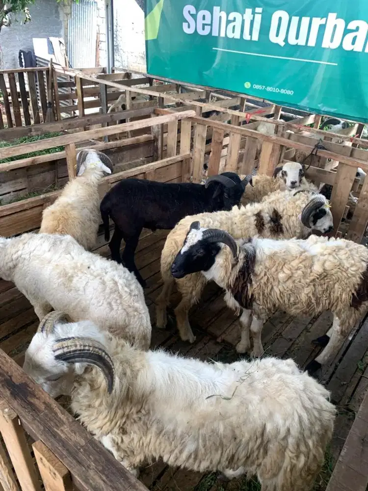 domba qurban murah meriah