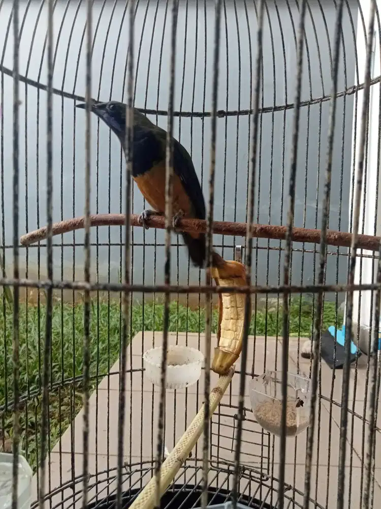 Cungko istimewa kepala abu dan kapas tembak