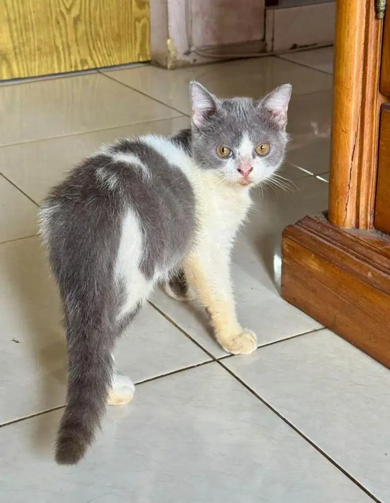Anakan british short hair