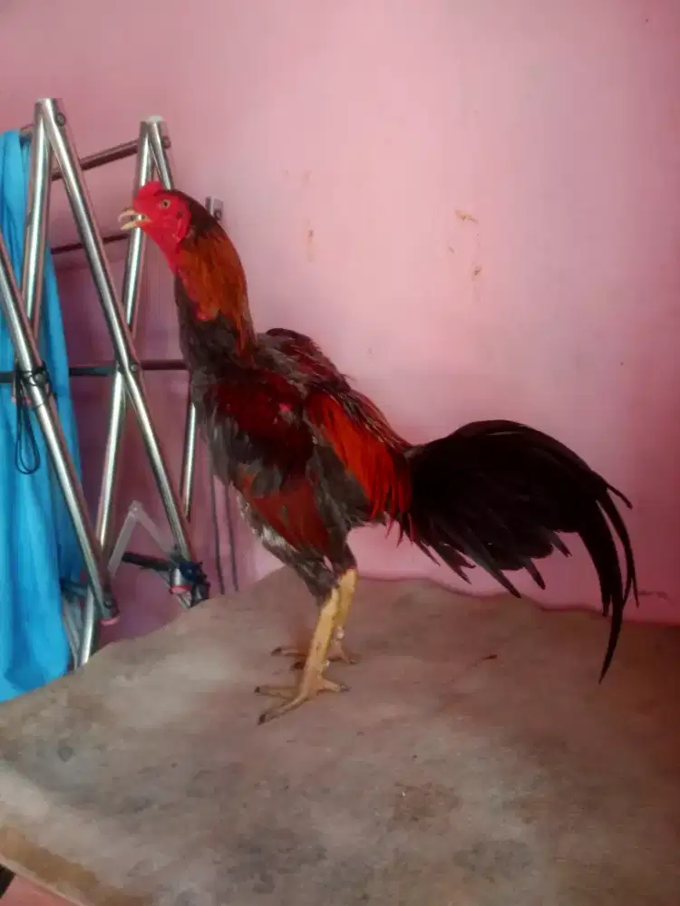 Ayam Bangkok Super Tehnik